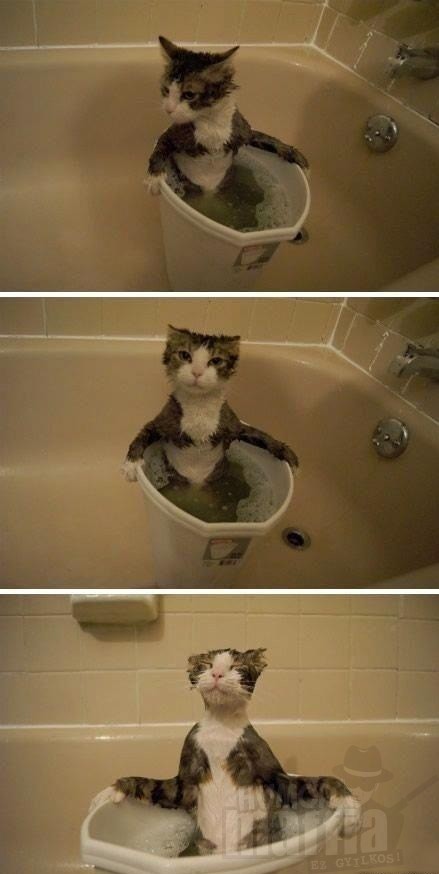 Imád fürdeni a cica
