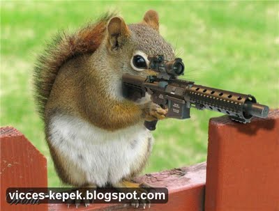 Fegyveres mókus