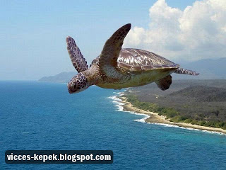 Repülő teknős
