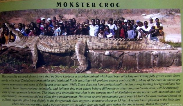 Óriási krokodil
