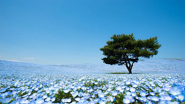 4,5 millió nemophila virág a japán Hitachi Seaside Parkban